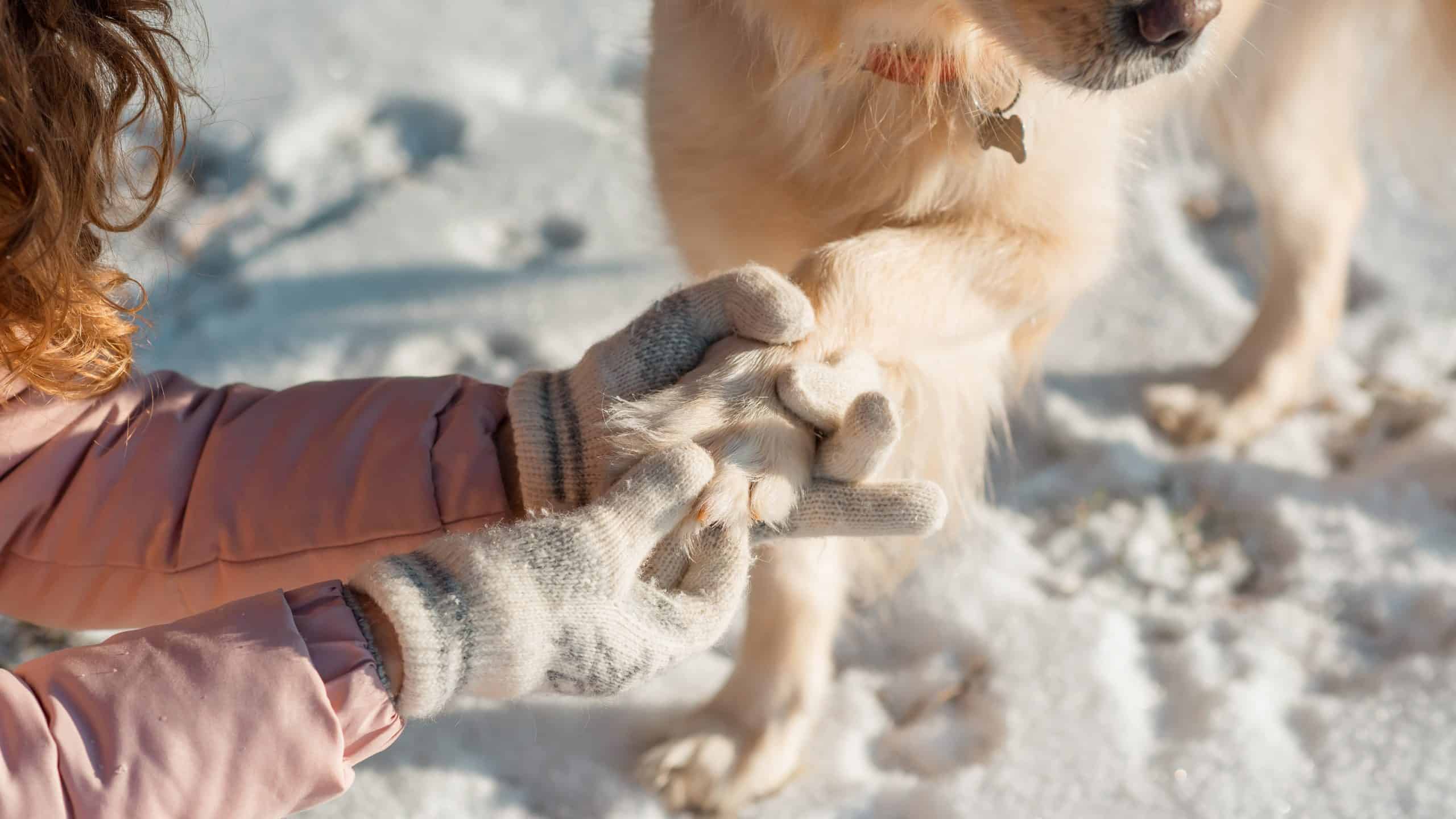 A woman helps a dog clear its paws of snow.