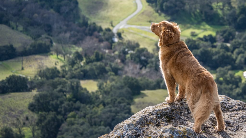 A dog stands on top of a hill at Sunol Regional Wilderness in Pleasant Hill, gazing out over the valley below. - Dogtrekker