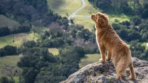 Sunol Regional Wilderness.