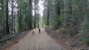 Two dogs walking on a dirt road in Plumas County. - Dogtrekker