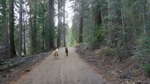 Peak fun for pups and people in Plumas County