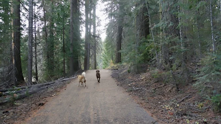 Lake Almanor bike trail.