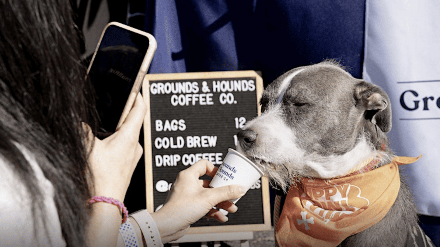 A woman is capturing a photo of a dog donning a bandana at a Puppy Bowl. - Dogtrekker
