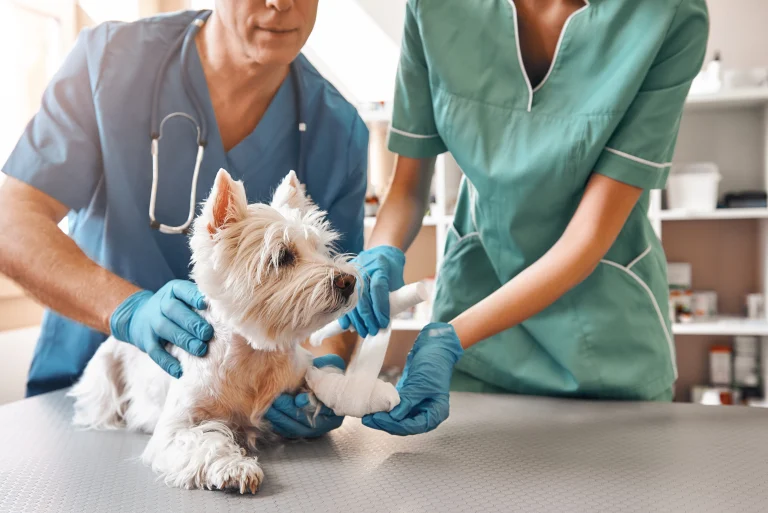 Bear City Animal Hospital, a dog-friendly local service in Big Bear City, California