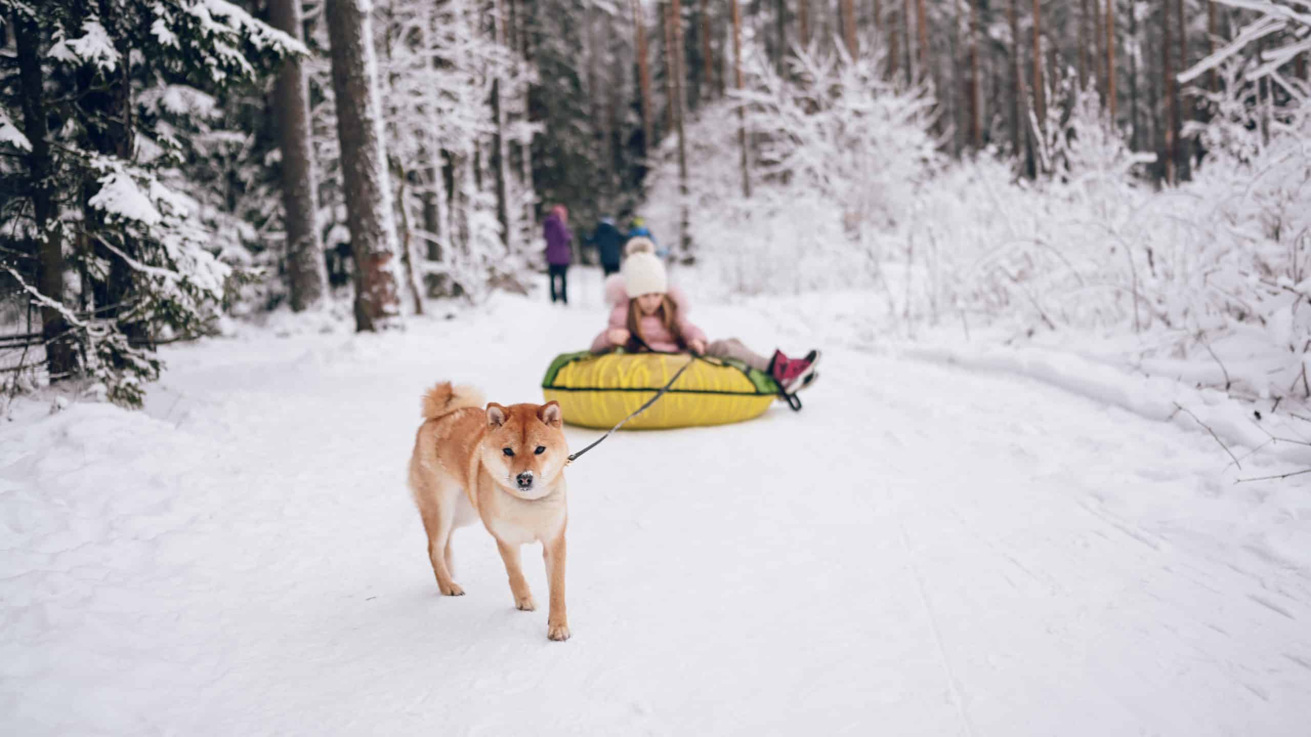 girl having fun dog in the snow