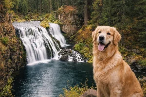 Image from Hit reset in the sunny Shasta Cascade region on DogTrekker