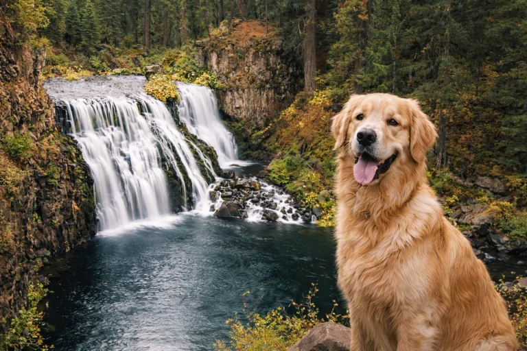 Image from Hit reset in the sunny Shasta Cascade region on DogTrekker
