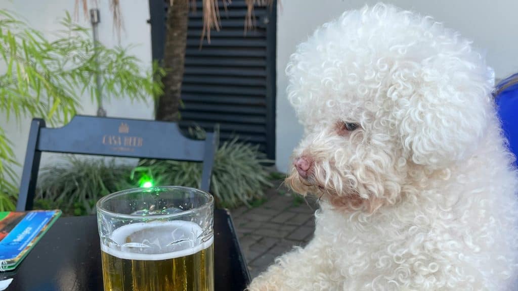 A white poodle sitting at a table with a glass of brew. - Dogtrekker