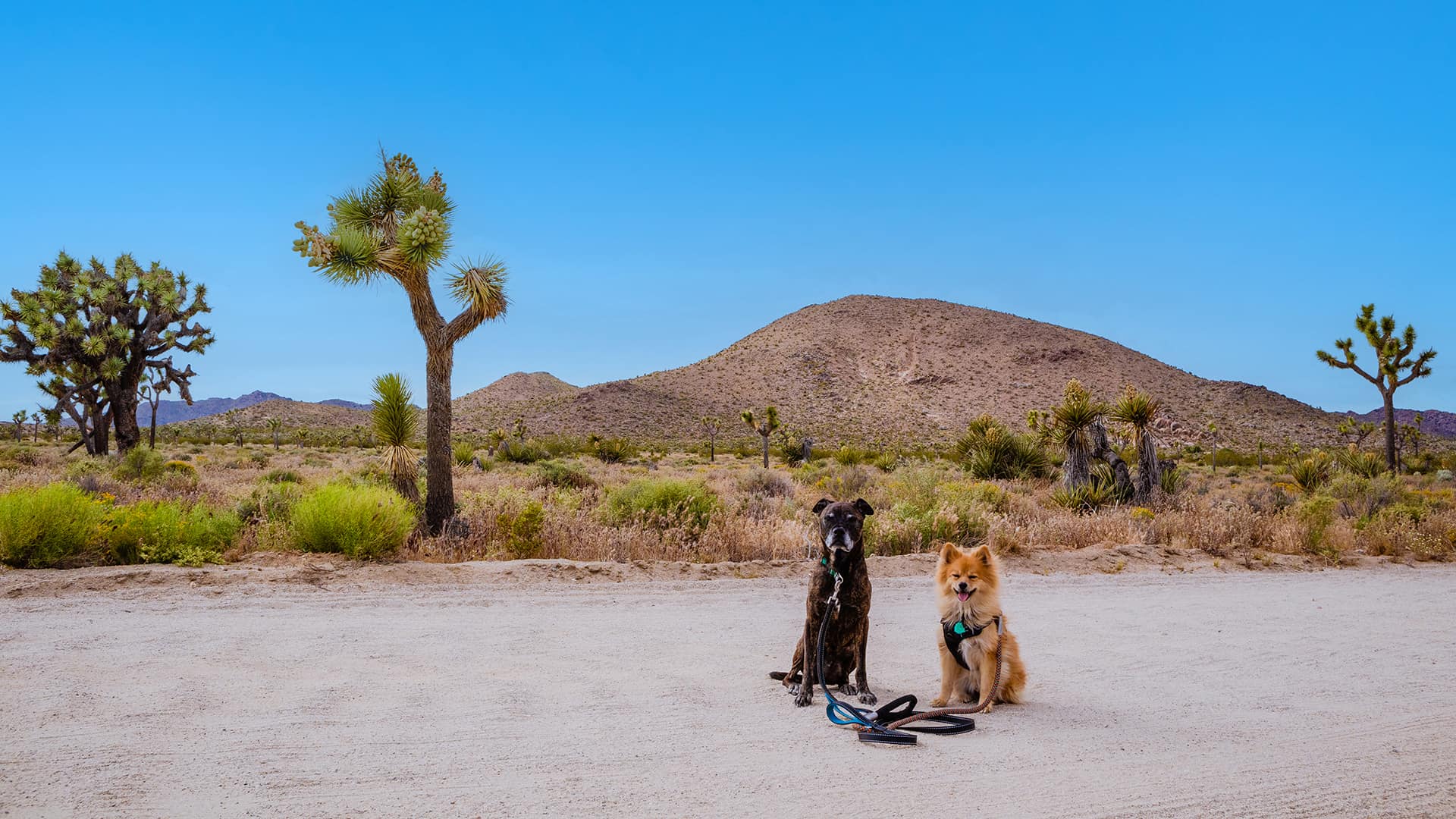 Two dogs sit in the California desert with Joshua Trees and hill in the background.
