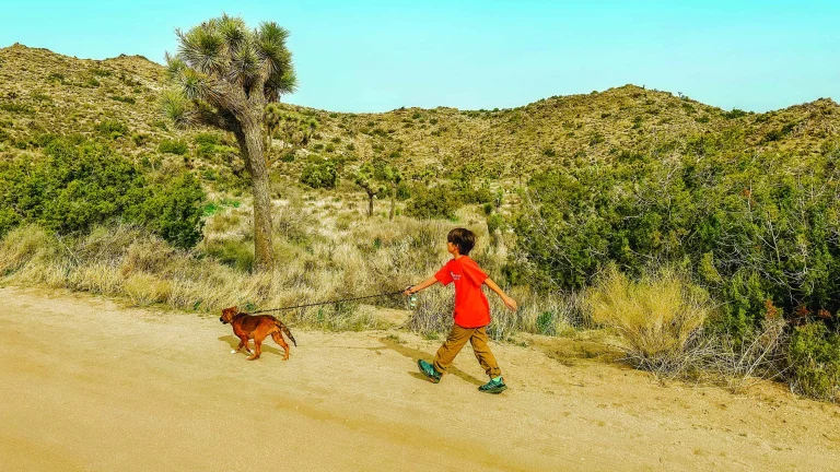 Unleash the fun in California’s desert.