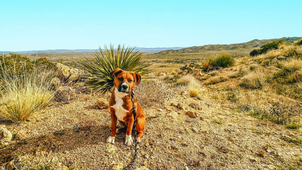 Happy dog sits in California desert.