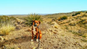 Happy dog sits in California desert.