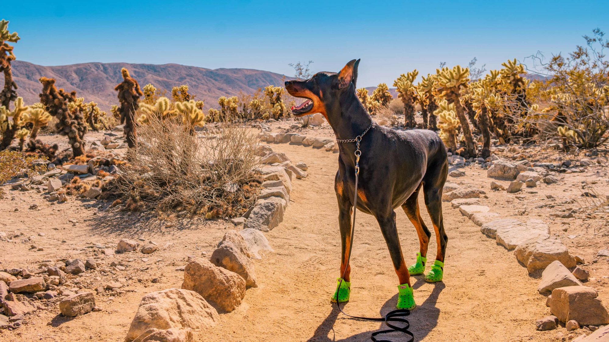 A Doberman in green booties stands on a dirt hiking trail. The landscape features scattered cacti and rugged mountains, all beneath a cloudless blue sky.