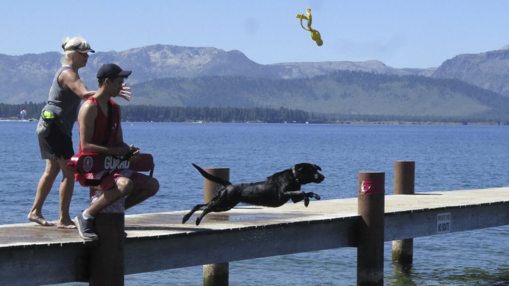 Dog jumping off pier at Wild Blue Dog camp