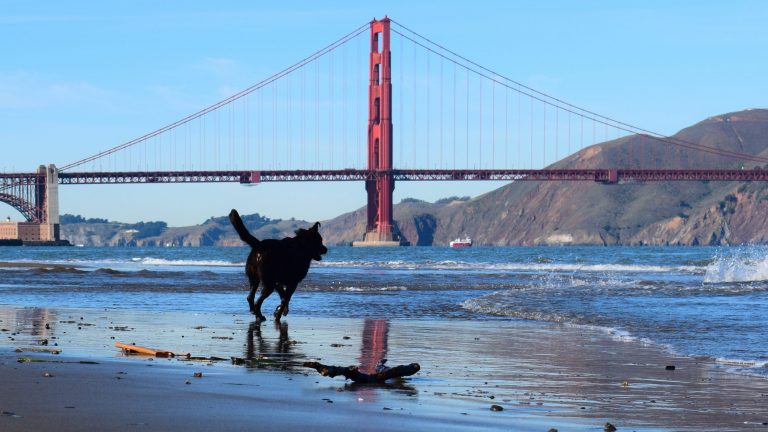 Dog running towards Golden Gate Bridge, San Francisco, CA