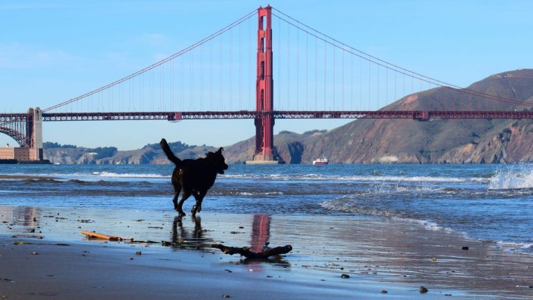 A vibrant dog park bathed in sunlight features abundant greenery with mature trees, offering ample shade for leisurely outdoor activities. In the distance is a well-equipped playground that presents an additional activity area. An inviting picnic table spreads out nearby, ideal for enjoying meals al fresco or taking relaxing breaks from play. A neatly-placed trash bin aids in maintaining the park's cleanliness for everyone's enjoyment. Dominating the scene is a generously wide dirt path gracefully curving through the expanse of grass, promising exploratory walks and lively fetch games.