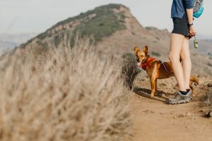 A person in shorts and hiking shoes stands on a wide dirt trail, holding a leash clipped to a brown dog with oversized ears. Sparse, dry shrubs line the path. A mountain rises in the distance behind them.