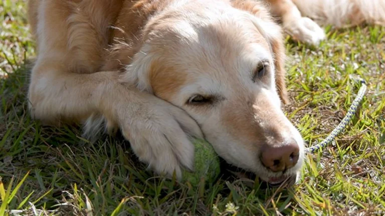 Hunter is one of the dogs who has been helped by the vaccine.
