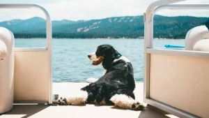 Dog-friendly swimming spots: Big Bear Lake and Monterey Bay