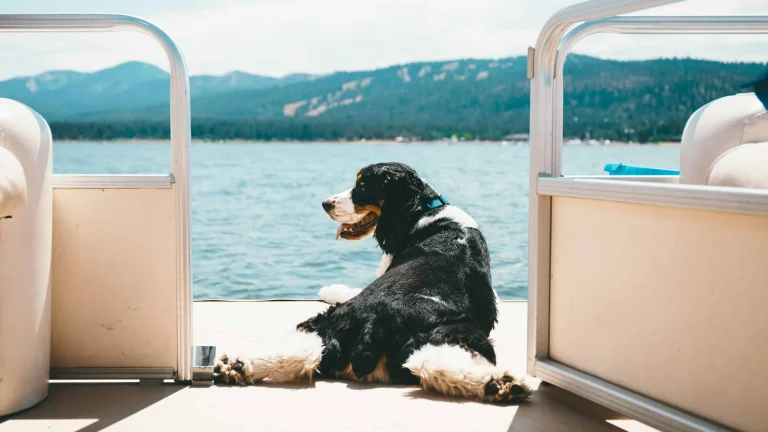 Image from Make a big splash on DogTrekker