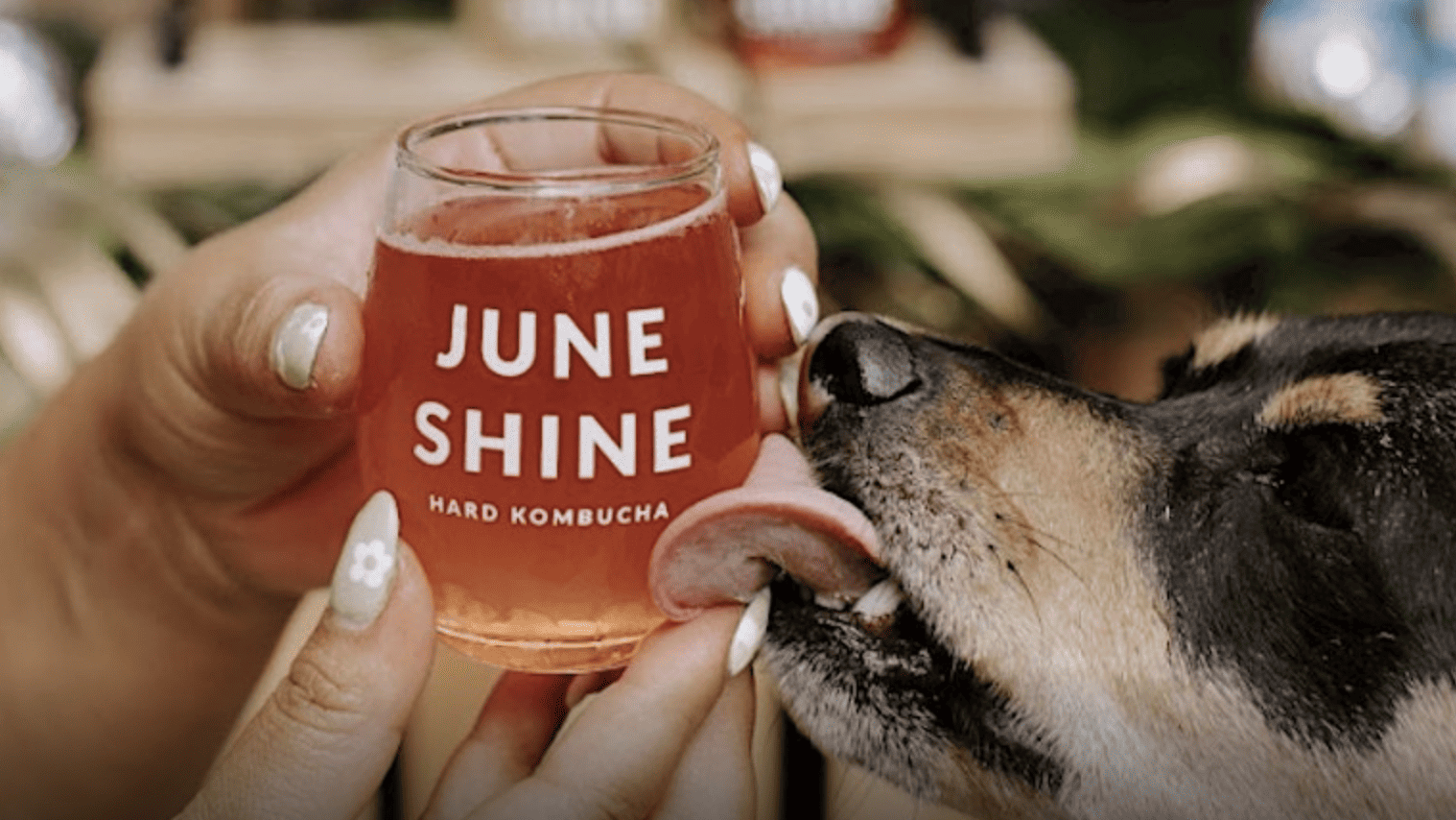 dog licks exterior of a glass of June Shine kombucha