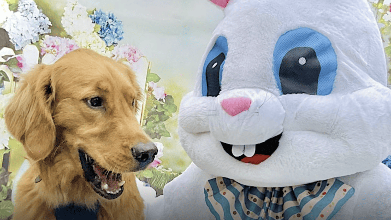 dog with person in easter bunny costume