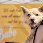 person holds dog at event booth