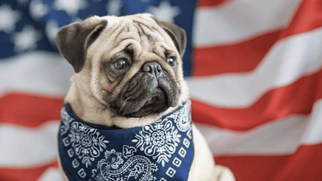pug in front of American flag