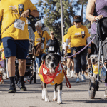 group of people and dogs walking at Wiggle Wag Walk