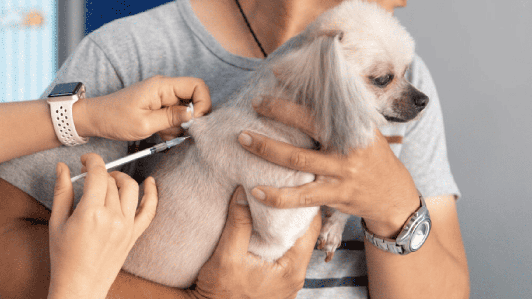 Dog receives a vaccination. One professional carefully administers the preventive vaccine, while another assures the dog's comfort and safety by securely holding it. - Dogtrekker