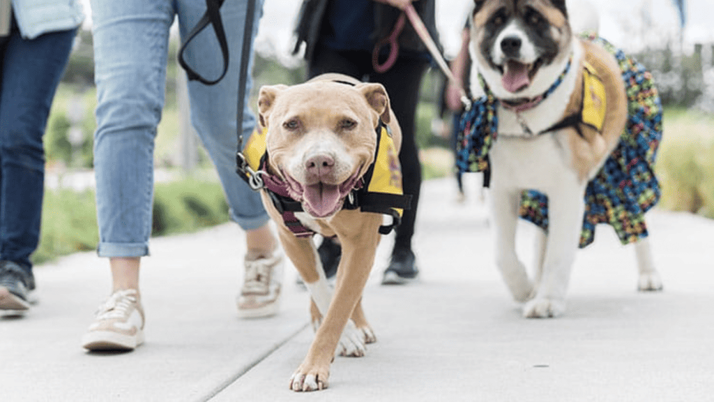 people and dogs participate in Joybound Around Town