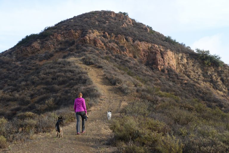 Two dogs and one person hiking