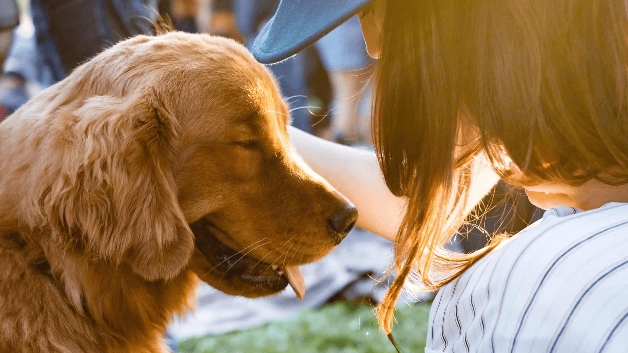A golden retriever basks in the warm glow of love as it relishes shared moments of affection between two individuals under the open sky at an event called Goldie Palooza, a must-visit extravaganza for dog-lovers seeking fun-filled activities to enjoy with their pets. - Dogtrekker