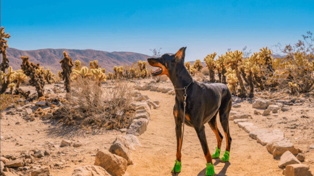 A Doberman, clad in green booties, pauses on a desert trail amidst the vast California Deserts. Around it, different varieties of cacti stand tall among scattered rocks. Overhead stretches a clear blue sky, uninterrupted and expansive.