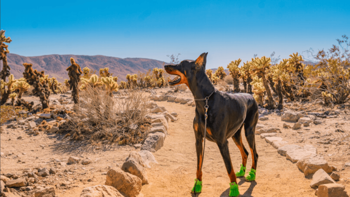 A Doberman, clad in green booties, pauses on a desert trail amidst the vast California Deserts. Around it, different varieties of cacti stand tall among scattered rocks. Overhead stretches a clear blue sky, uninterrupted and expansive.