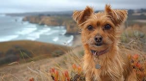 In the foreground, a petite, chocolate-hued canine with perky ears locks eyes with the camera. Commanding your attention further in the backdrop, a dramatic coastal vista unfolds presenting an inviting beach nestled between towering cliffs - all offering a welcoming environment for our cherished four-legged companions to explore and enjoy. - Dogtrekker