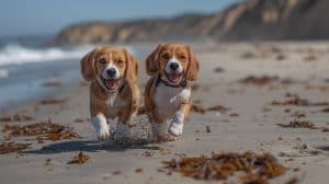Experience the sheer delight of watching your spirited beagles frolicking freely along the sandy stretches of Fort Bragg beaches. Enjoy the picturesque coastal landscape, seemingly adrift in a soft blur, serving as an enchanting backdrop to this dog-friendly adventure. - Dogtrekker