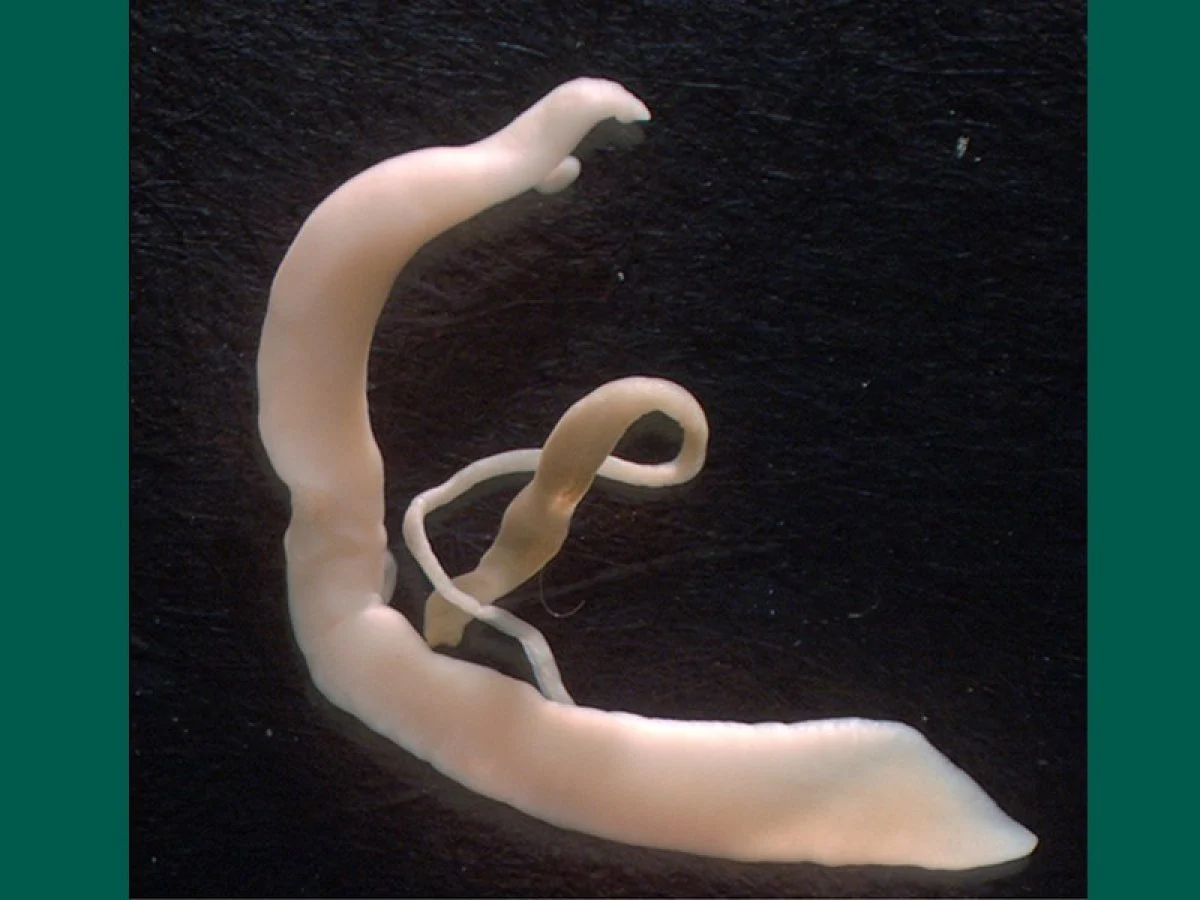 Canine_Schistosomiasis, adult.
