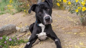Where to adopt a dog in Greater Palm Springs