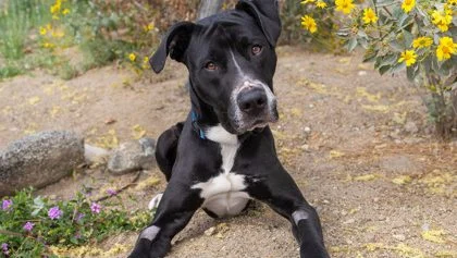 Jax is a three-year-old mix.