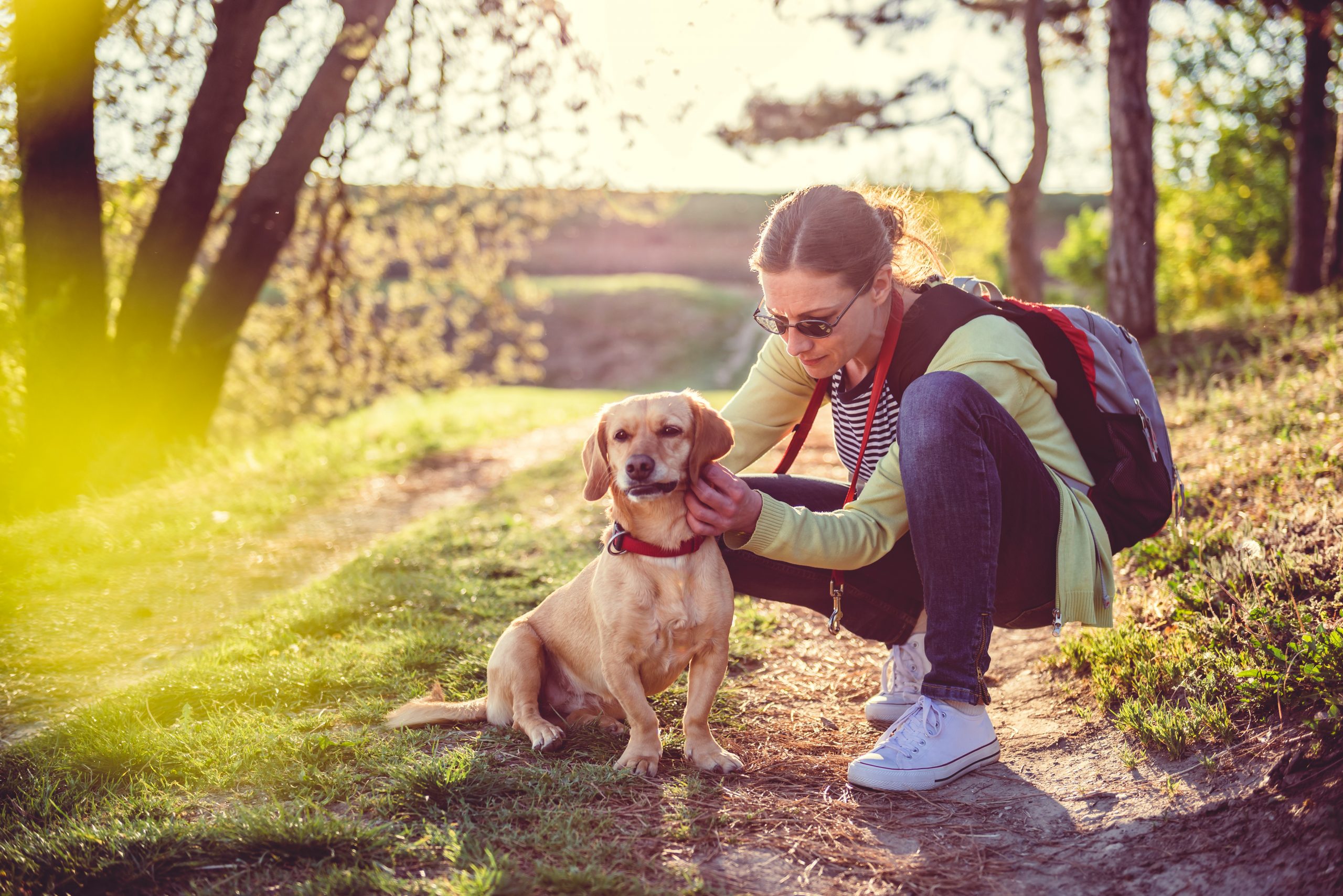 A woman, adorned in chic sunglasses and shouldering a robust backpack, affectionately pets her small golden canine companion. They find themselves soaking up the sunshine amidst the tranquil beauty of a forest trail tucked away in glorious California. The perfect destination for dog-owners who wish to immerse their furry friends in nature's splendour and serenity. - Dogtrekker