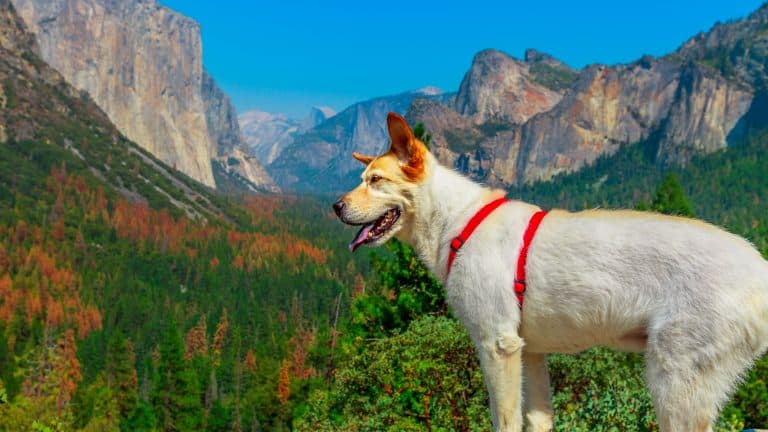 white dog looking the panorama at El Capitan Tunnel View overlook in Yosemite National Park, California, United States.