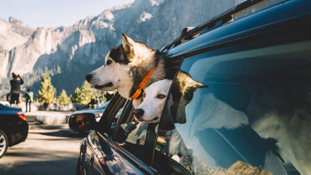 dogs sticking their heads out the window of a SUV in Yosemite National Park
