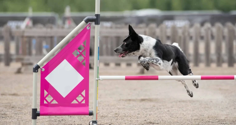 Border Collie jumps over an agility hurdle on a dog agility course