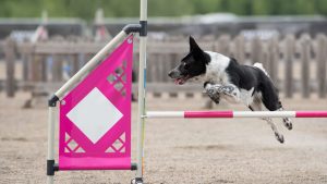The thrill of dog agility