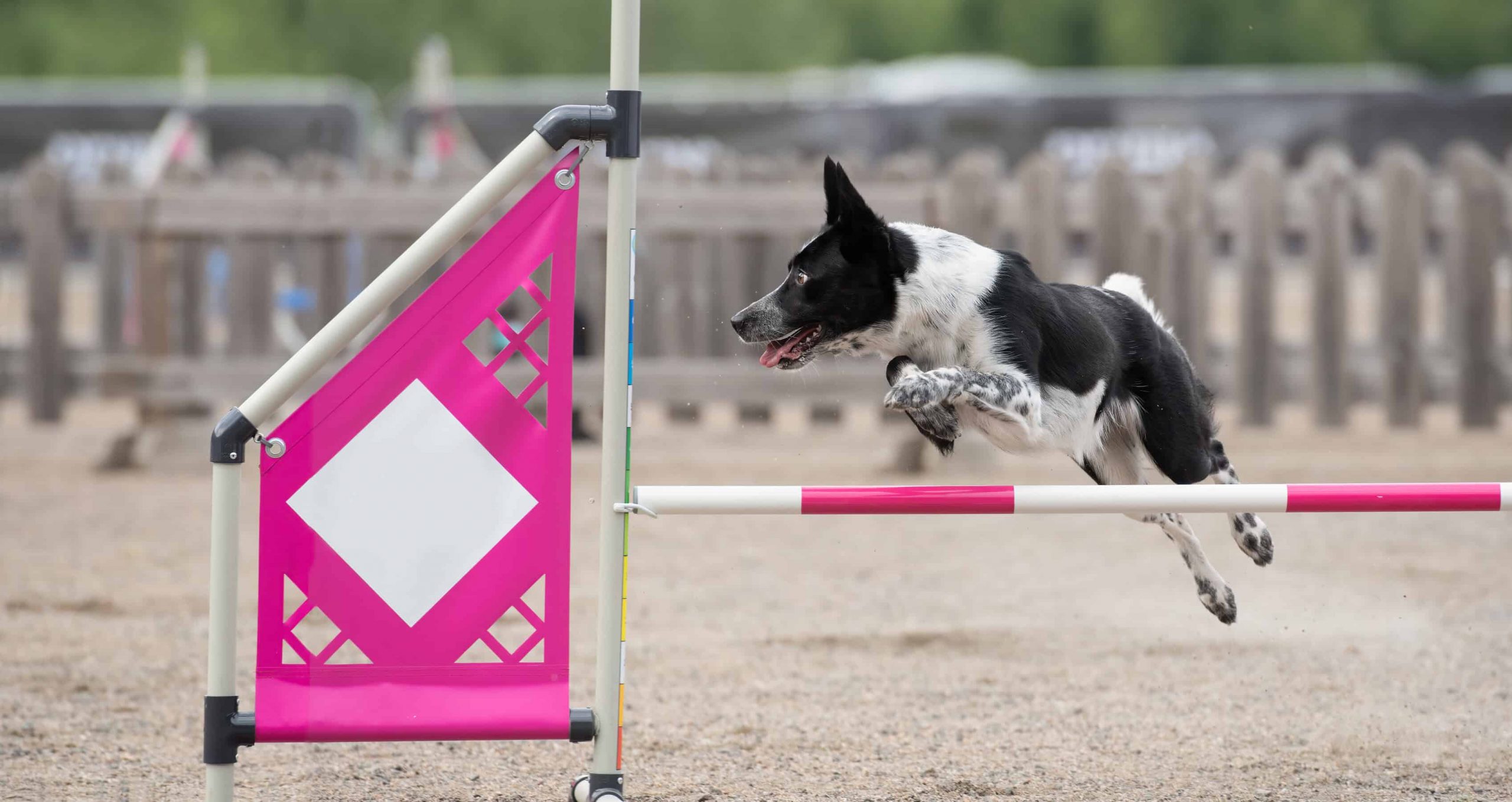 Border collie jumps over an agility hurdle on a dog agility course
