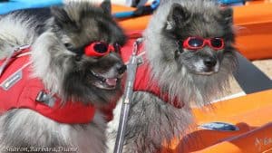 Two adorable pups decked out in vibrant red goggles and life jackets, sitting in a kayak.