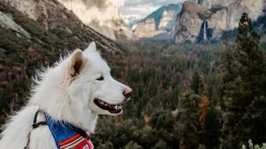 A guide to pet-friendly lodging in Yosemite Mariposa County