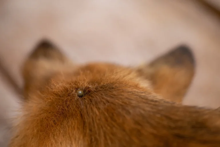 Image from It's tick season in California: how to remove a tick from your pet. on DogTrekker