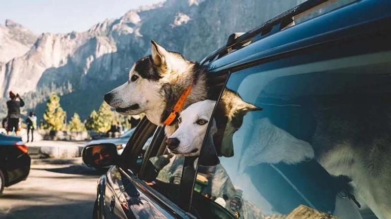 Image from Four-day Yosemite Mariposa County dog-friendly itinerary on DogTrekker